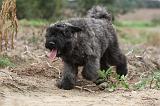 BOUVIER DES FLANDRES 187